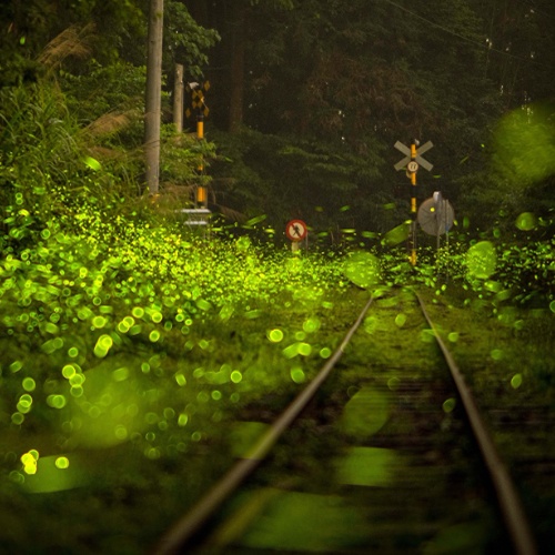 別再說你沒電⚡ 嘉義的螢火蟲都在「用愛發電」了！
