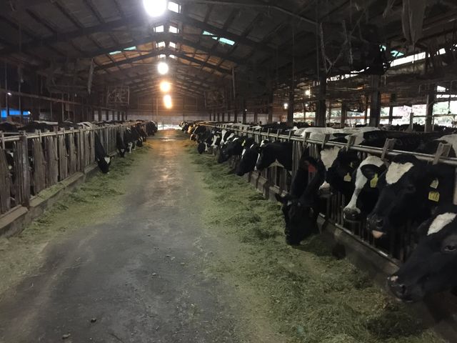 【禾香鮮乳 936ml 3瓶組】單一牧場 100%無調整鮮奶 最好的牛奶來自最快樂的乳牛!
