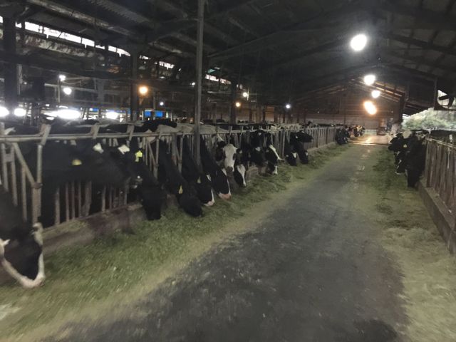 【禾香鮮乳 936ml 15瓶組】單一牧場 100%無調整鮮奶 最好的牛奶來自最快樂的乳牛!