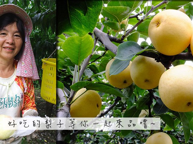 【梨中之王 經濟型小資雪梨 8入裝】年節送禮磅礡大器 一年採收一次的神級水梨！