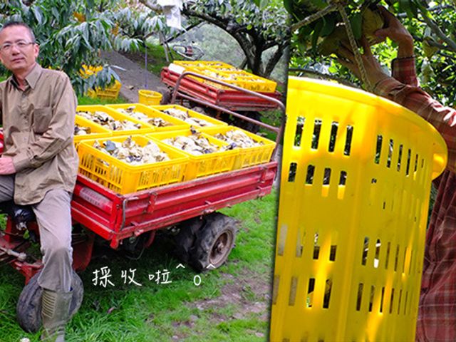 【梨中之王 經濟型小資雪梨 8入裝】年節送禮磅礡大器 一年採收一次的神級水梨！
