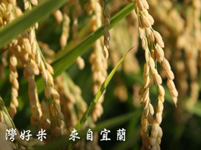 【有機蓬來壽司胚芽米2公斤×2包】來自有機夢想村的米