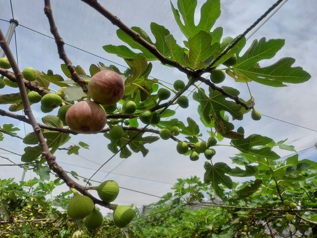 【百果之王 隆哥的有機無花果】一口咬下 細緻果肉＋自然蜜甜直接爆開