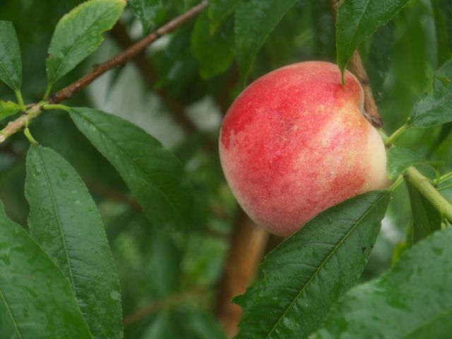 【預購商品 蜜桃成熟了 富哥的有機水蜜桃 一盒8入裝】濃濃桃香四溢 春豐品種首度上市！
