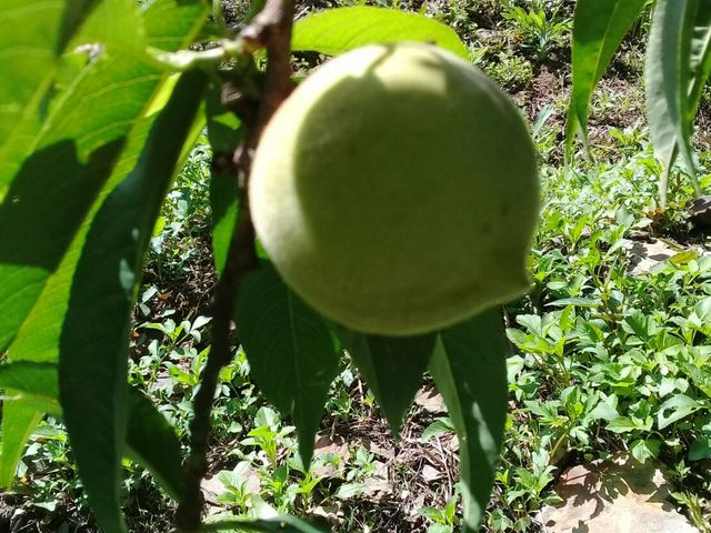 【最優質的水蜜桃 10入(2斤)】產季只有一個月 讓人垂涎欲滴的拉拉山水蜜桃！