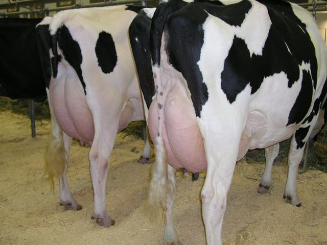 【主恩鮮乳 940cc 6瓶組】畜牧科班出身專業經營 最天然的鮮奶牛奶來自最現代化的牧場!