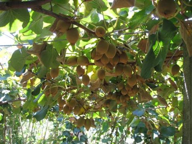 【預購 南投清境 本土產奇異果16粒裝】17年的在地經營 不輸進口貨的在地獼猴桃