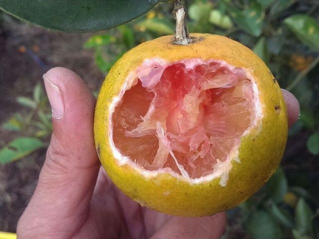 【阿波羅紅肉甜橙 18斤裝】祖傳一甲子的柑桔園 手工挑選只留天然好柳丁