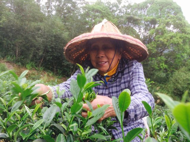 【臺灣藍鵲茶 蜜香紅茶120g】來自坪林的環境友善茶