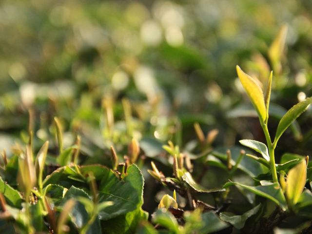【臺灣藍鵲茶 文山包種120g】來自坪林的環境友善茶