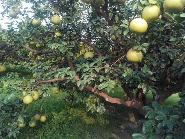 【季節限定 農夫阿倫的西施柚 5斤裝】果肉鮮嫩 甜而不失柚子的風味