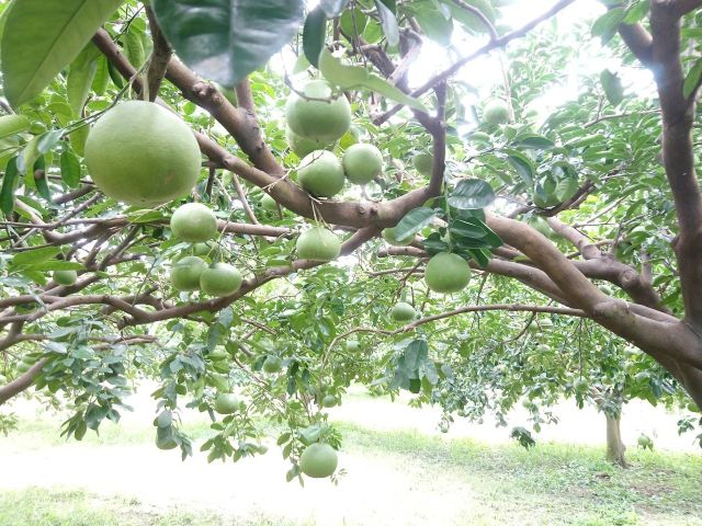 【季節限定 農夫阿倫的西施柚 5斤裝】果肉鮮嫩 甜而不失柚子的風味