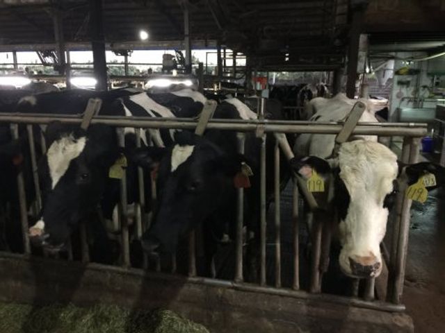 【禾香鮮乳 936ml 9瓶組】單一牧場 100%無調整鮮奶 最好的牛奶來自最快樂的乳牛!