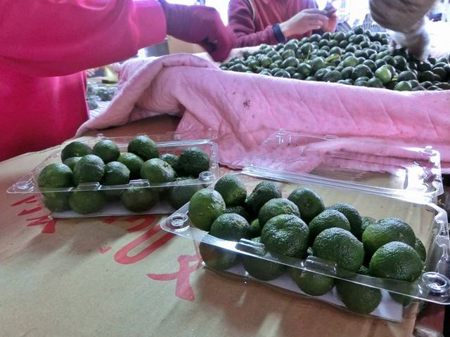 【常溫出貨-天然無毒 台灣香檬 4斤裝】台灣原生山桔仔 農民們希望的果實!