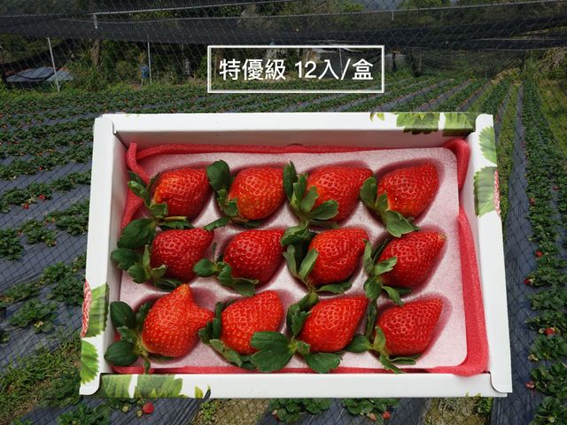 【限量出貨  經典豐香草莓特優級*3盒入】鮮食草莓霸主   冬季不得不嚐的酸甜滋味