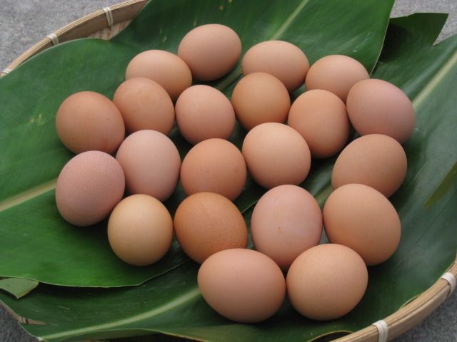 【夏田生態農莊 生態放牧雞蛋40顆】自然放牧飼養 健康又營養