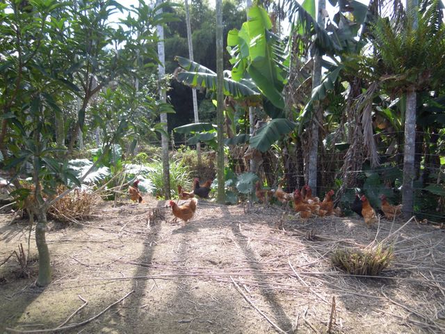 【夏田生態農莊 生態放牧雞蛋40顆】自然放牧飼養 健康又營養