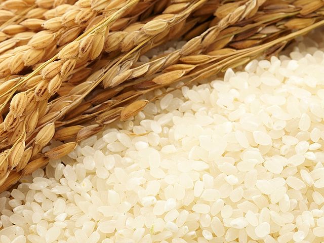 【有機蓬來壽司胚芽米2公斤×10包】來自有機夢想村的米