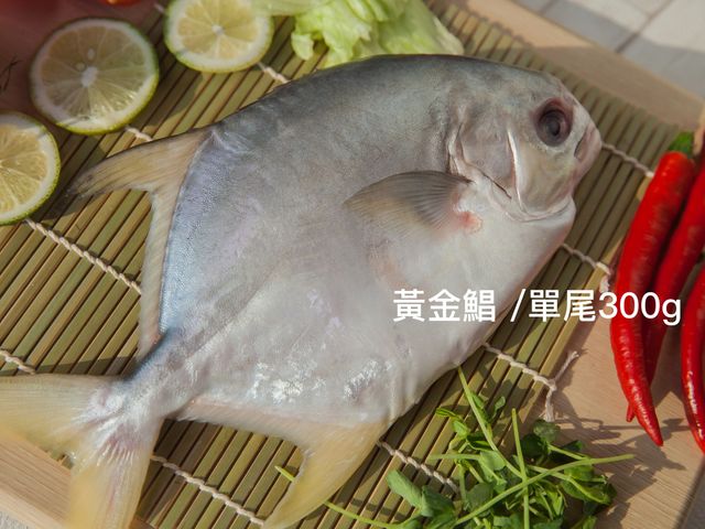 【美味海鮮 黃金鯧 300g 單尾】用好飼料好環境養好魚