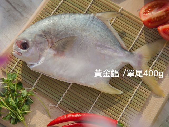 【美味海鮮 黃金鯧 400g 單尾】用好飼料好環境養好魚