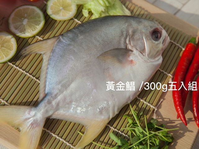 【美味海鮮 黃金鯧 300g 五入組】用好飼料好環境養好魚