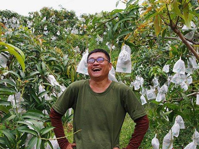 【在欉紅預購！屏東枋寮 愛文芒果 10斤(18入)裝】在欉紅採收 讓人垂涎的鮮甜好滋味