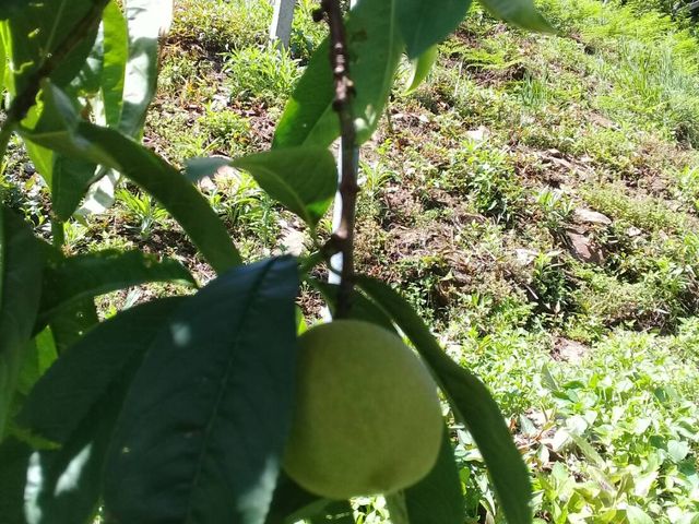 【拉拉山五月桃8粒裝】老品種五月桃 產地直送拉拉山的美味！
