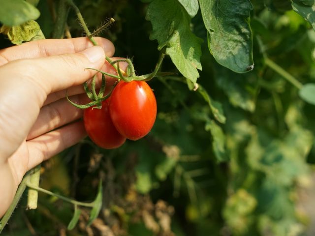 【2週限定接單！ 無農藥玉女小蕃茄3盒組】嬌貴溫室栽培小番茄  夏天也能輕鬆補充茄紅素