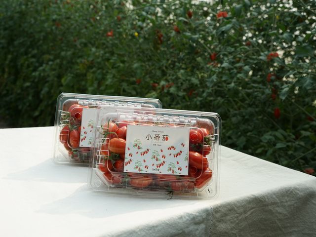 【2週限定接單！ 無農藥玉女小蕃茄6盒組】嬌貴溫室栽培小番茄  夏天也能輕鬆補充茄紅素