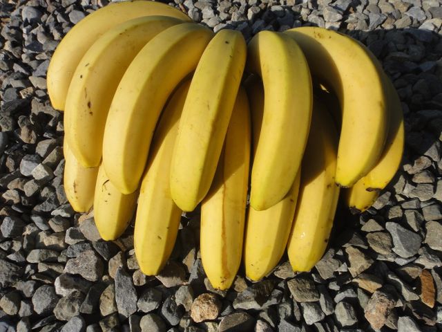 【集集運輸合作社 - 一等山蕉禮盒 15公斤裝】外銷日本頂級山蕉，香蕉香傳香數十載的Q甜美味！
