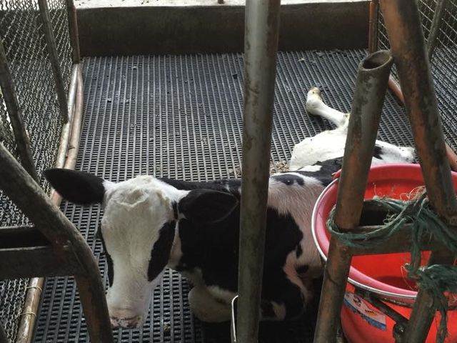 【明全鮮乳 946ml 3瓶組】超高標準牧場管理的牛奶 第二代瞞著父親也要完成的使命鮮奶