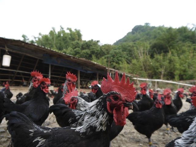 【生鮮雞腿絞肉】南台灣自然放養土雞 新鮮配送到府!