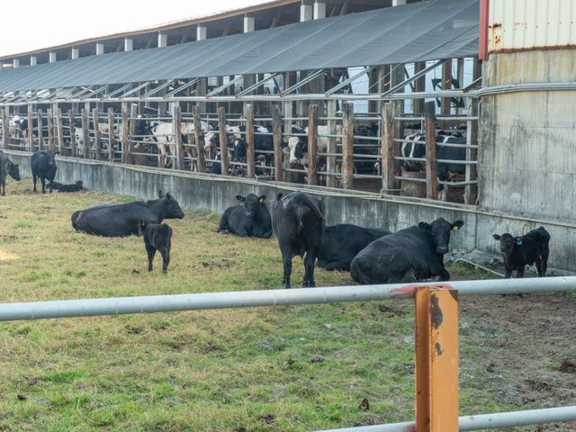 【芸彰牧場 黃金肉塊 600g/包】在地養殖吃蔬果聽音樂長大的優質國產牛