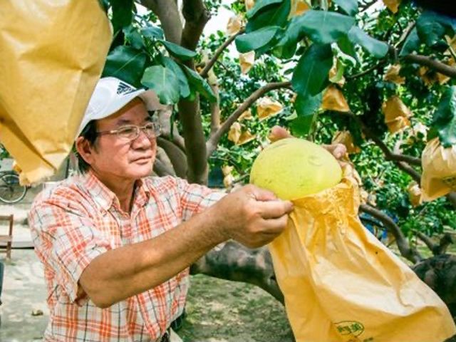 【台南麻豆 郭家特優級白柚10斤】果肉柔軟多汁