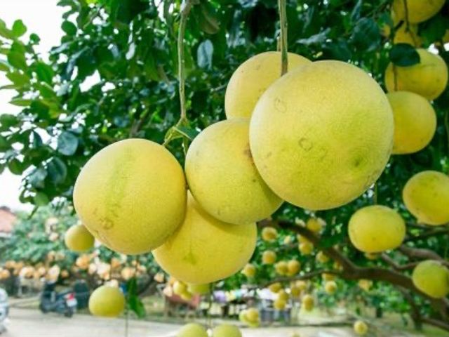 【台南麻豆 郭家特優級白柚10斤】果肉柔軟多汁