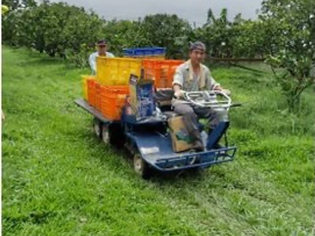 【台南麻豆 郭家特優級白柚10斤】果肉柔軟多汁