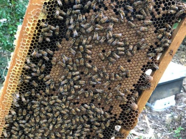 【牧蜂蜜碼 百花蜂蜜700g】純淨國產蜜，安心食用有保障～