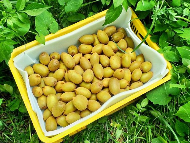 【無毒黃金奇異果18粒裝】黃金比例的酸甜獼猴桃