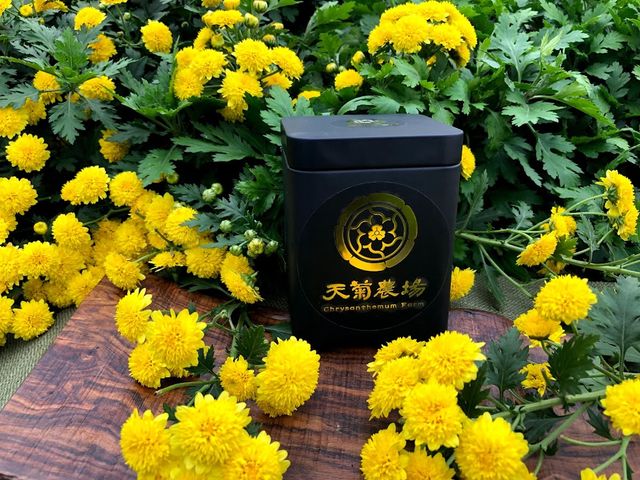 【天菊花加葉茶包12入黑盒】自然農法杭菊與愛菊人共享