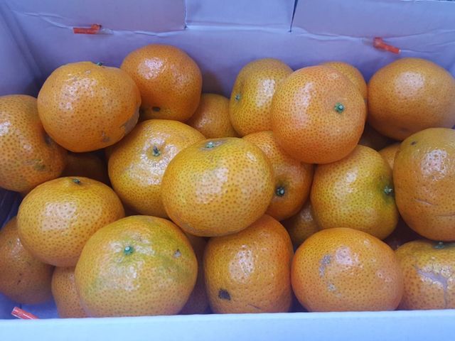 【好評預購！正宗原生種砂糖橘2箱(3.5台斤/箱)】沙糖橘皮薄易剝香甜多汁 黃橙橙產季只有一個月