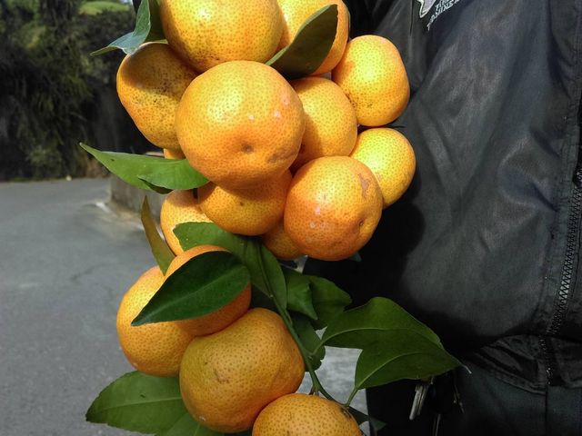 【好評預購！正宗原生種砂糖橘4箱(3.5台斤/箱)】沙糖橘皮薄易剝香甜多汁 黃橙橙產季只有一個月