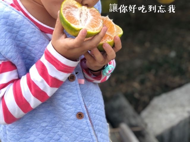 【苗栗大湖 無毒青皮椪柑10斤禮盒】40年老欉柑仔 古早味的柑橘香