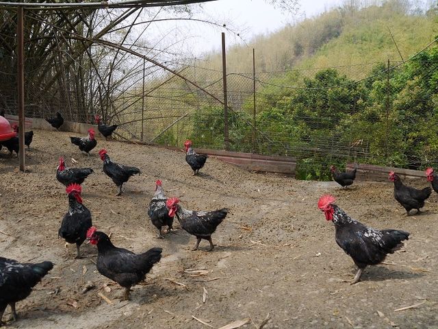 【生鮮雞胸肉切丁】健康活力來自完全放養 肉質飽滿有彈性