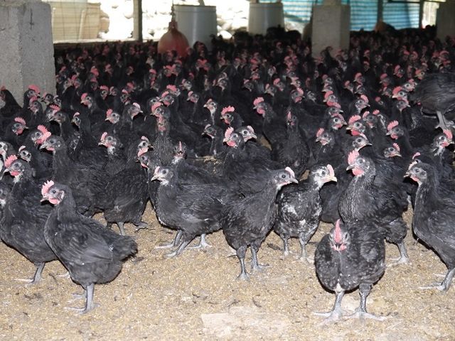 【生鮮雞胸肉切丁】健康活力來自完全放養 肉質飽滿有彈性