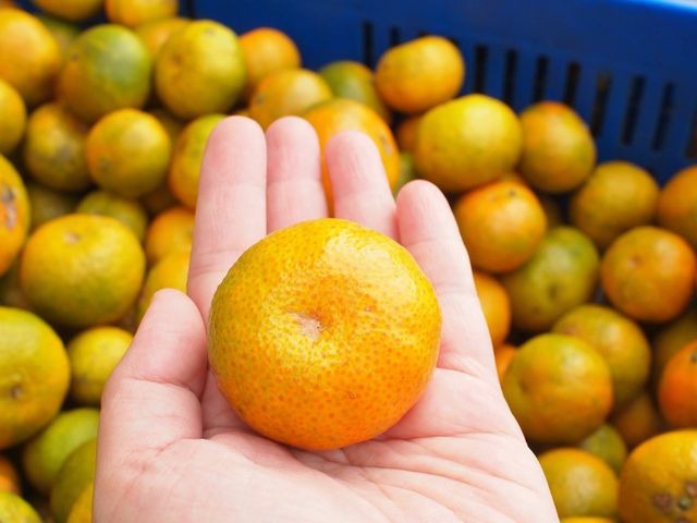 【南投竹山 友善老欉砂糖橘3.5斤禮盒】小巧玲瓏柑橘如珍珠般珍貴 每一口都鮮甜美味！