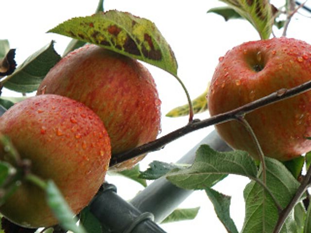【梨山蜜蘋果 台灣特有糖心蘋果(中果) 3.3斤】喀滋喀滋的口感讓⼈回味無窮