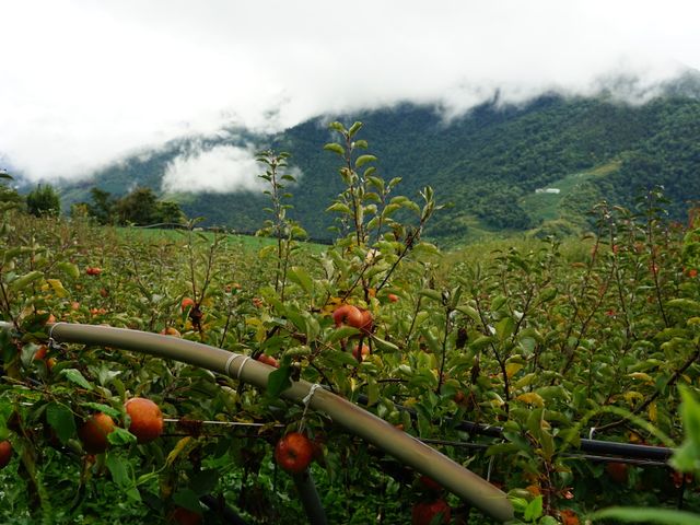 【梨山蜜蘋果 台灣特有糖心蘋果(中果) 6.5斤】喀滋喀滋的口感讓⼈回味無窮