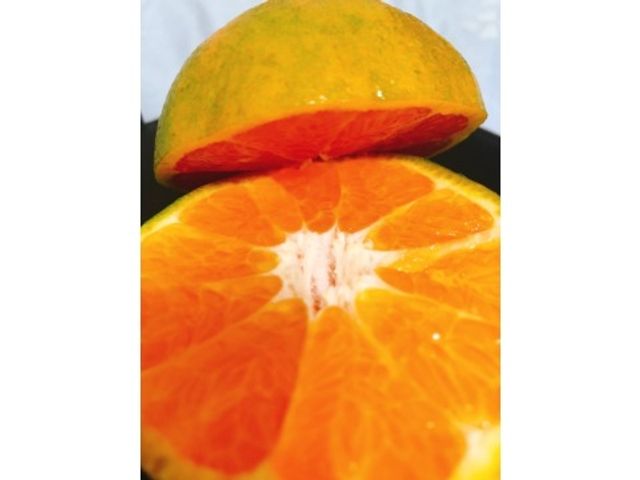 【苗栗大湖 青皮椪柑10斤禮盒×4盒】40年老欉柑仔 古早味的柑橘香