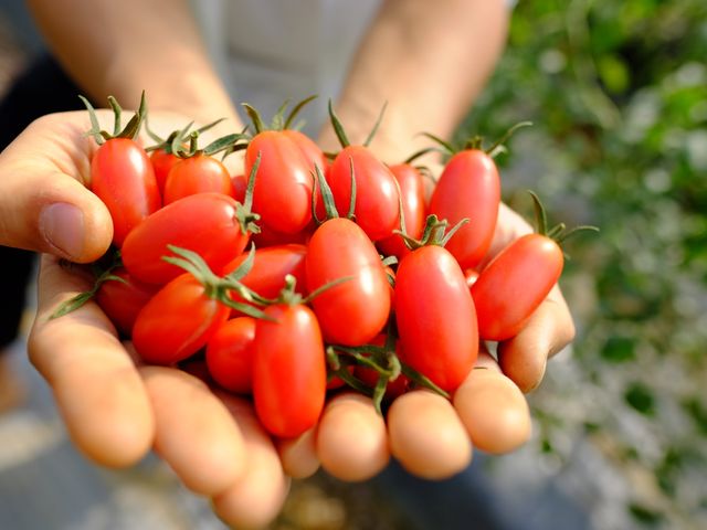 【皮薄開賣！有機玉女小蕃茄 10斤裝團購價】小番茄顆顆紅艷清甜 苗栗青農堅持的有機路