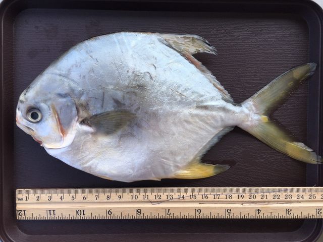 【黃金鯧(短鰭紅衫)】生態養殖・低溫急凍鮮活魚